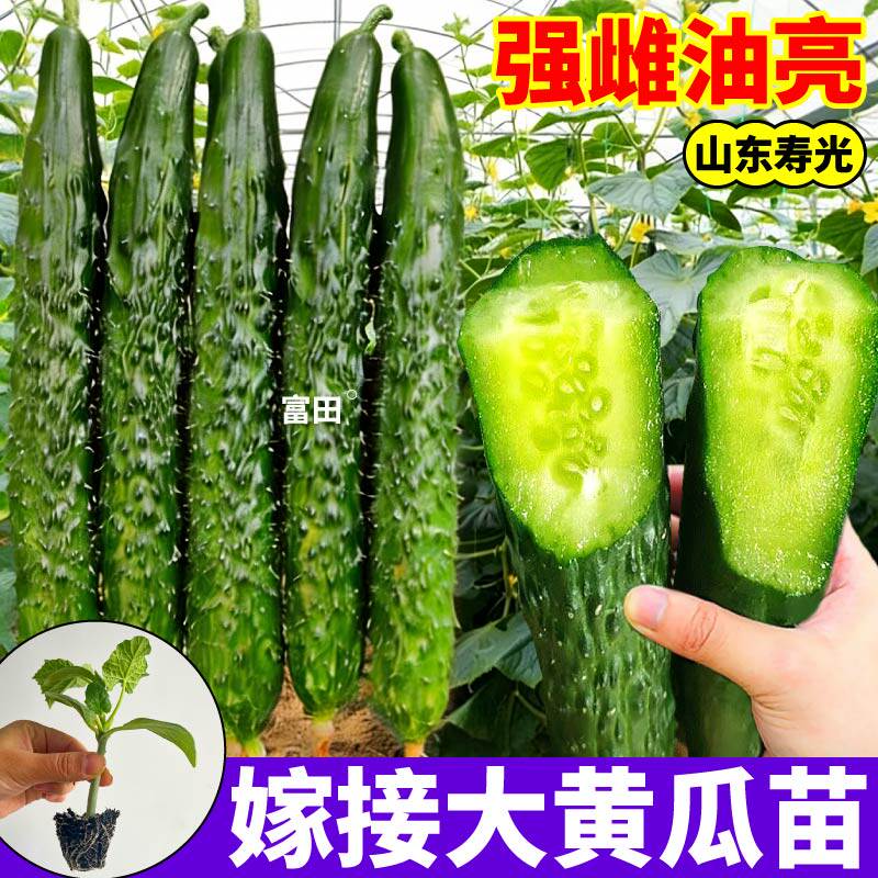 寿光正宗嫁接大黄瓜苗秧高产庭院阳台盆栽地栽嫁接水果黄瓜苗种子
