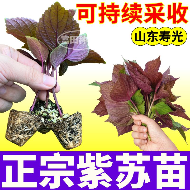 寿光正宗食用紫苏苗秧双面紫苏苗多茬采收盆栽地栽苏子种子四季苗