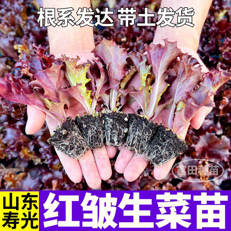 寿光红皱生菜苗秧高产四季盆栽地栽结球大速紫罗马奶油生菜种子苗