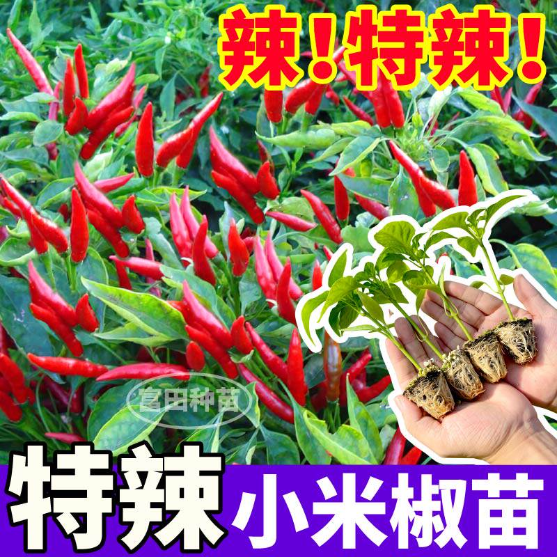 爆辣红小米辣苗秧玉脂白小米辣椒种子四季盆栽野山椒朝天椒辣椒苗
