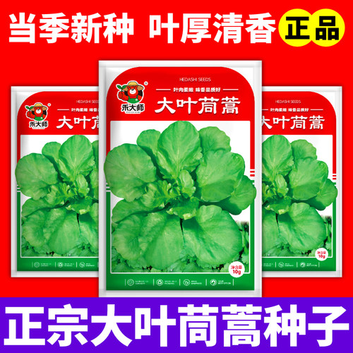 叶厚清香大叶茼蒿种子耐寒耐热四季种植室内外盆栽地栽小院菜种籽
