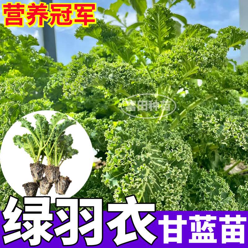 高产耐寒绿羽衣甘蓝苗秧带土球四季盆栽阳台蔬菜紫羽衣甘蓝种子