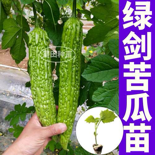 正宗绿剑苦瓜秧苗微苦脆嫩带土球苹果苦瓜种子四季盆栽地栽蔬菜苗