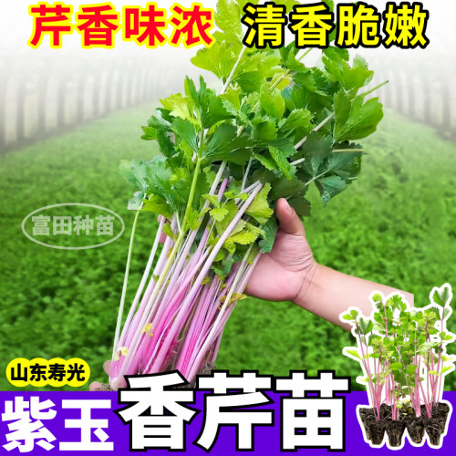 寿光紫玉香芹苗秧苗补血耐热耐寒盆栽根芹小香芹皇后西芹秧苗