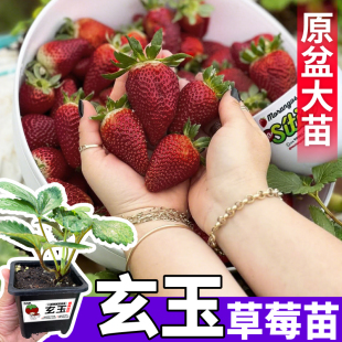 盆栽草莓玄玉黑草莓苗秧黑珍珠红颜章姬草莓大全原盆大苗香甜浓郁