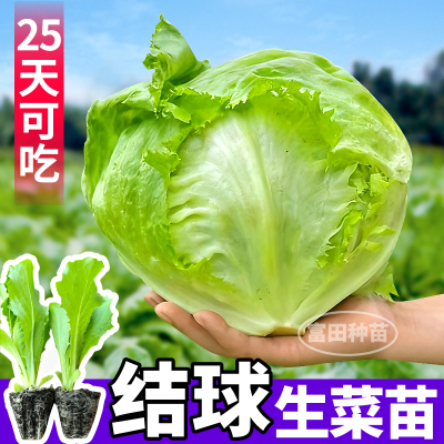 脆甜结球生菜苗秧穴盘苗秧奶油意大利大速各种生菜种子四季阳台