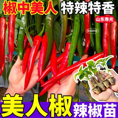 寿光香辣美人椒秧苗摘不败四季高产魔鬼朝天椒种子辣椒幼苗阳台苗