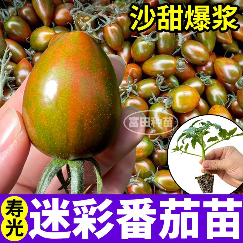 四季迷彩樱桃小番茄苗秧黑紫玉西红柿红黄绿圣女果种子阳台盆栽苗