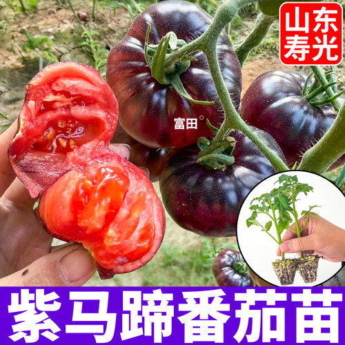 山东寿光紫马蹄番茄苗秧种子种植