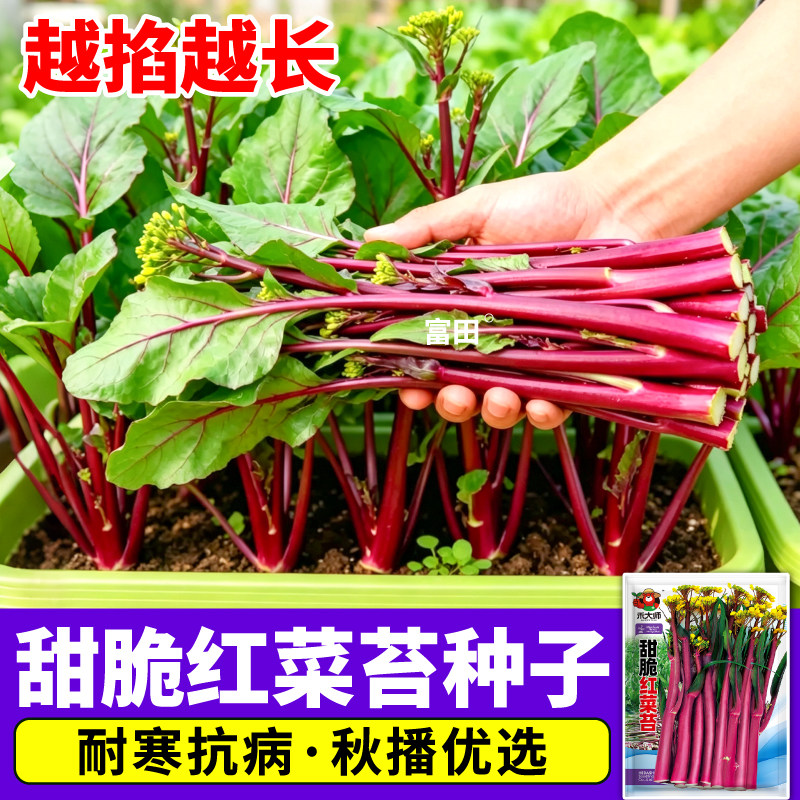 甜脆红菜苔种子多茬采收耐寒早熟速生白菜苔种籽阳台小院春秋播种