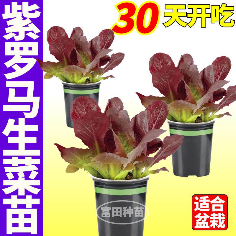 寿光紫罗马生菜秧苗耐寒咖啡直立孔雀菜种子盆栽地栽四季速生抗病