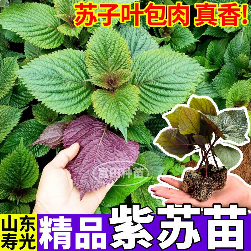 双面紫苏苗秧高产香味浓带土球苏子叶种子阳台盆栽山东寿光