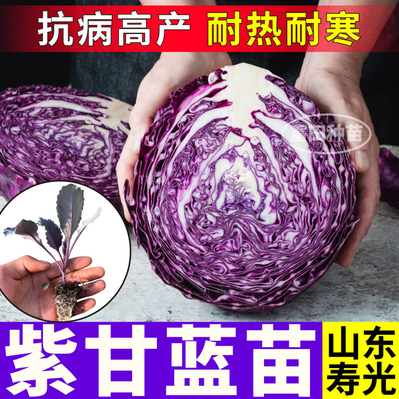 山东寿光紫甘蓝秧苗耐热耐寒绿甘蓝包心菜种子四季高产庭院大田苗