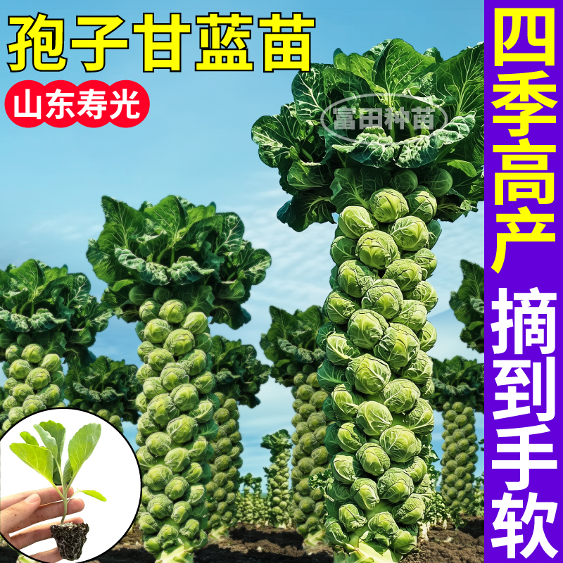 寿光孢子甘蓝苗秧春秋四季迷你小抱子甘蓝种子抗病高产大田阳台苗