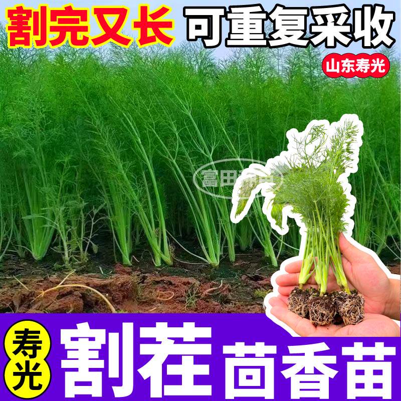 四季割茬茴香苗秧带土球大茴香苗茴香种苗多茬采收盆栽阳台蔬菜苗