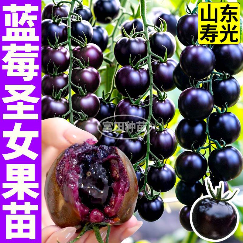 山东寿光纯黑紫色黑玫瑰番茄苗秧苗含花青素高包对版西黑柿盆栽籽