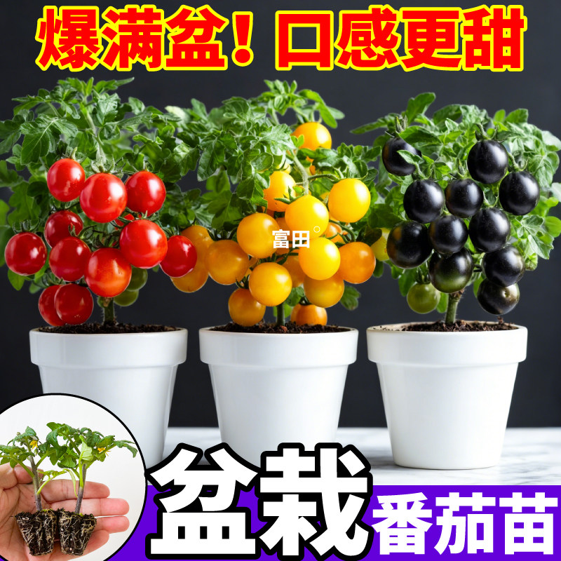 爆盆矮生番茄苗盆栽矮株樱桃小番茄种子红黄黑小柿子四季阳台小院