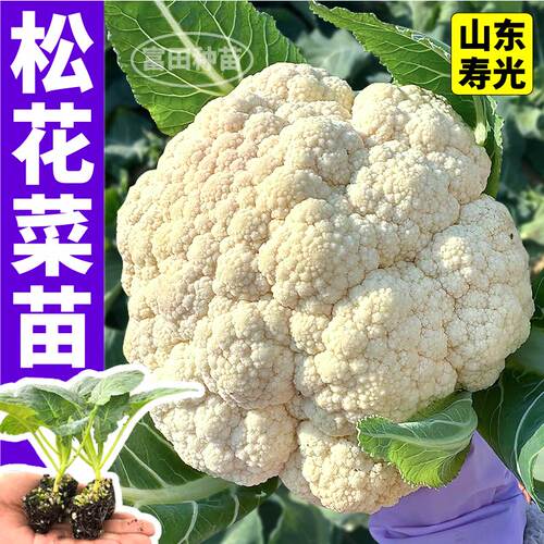 山东寿光松花菜苗秧高产耐寒青梗松椰菜紫晶花菜种子四季小院盆栽