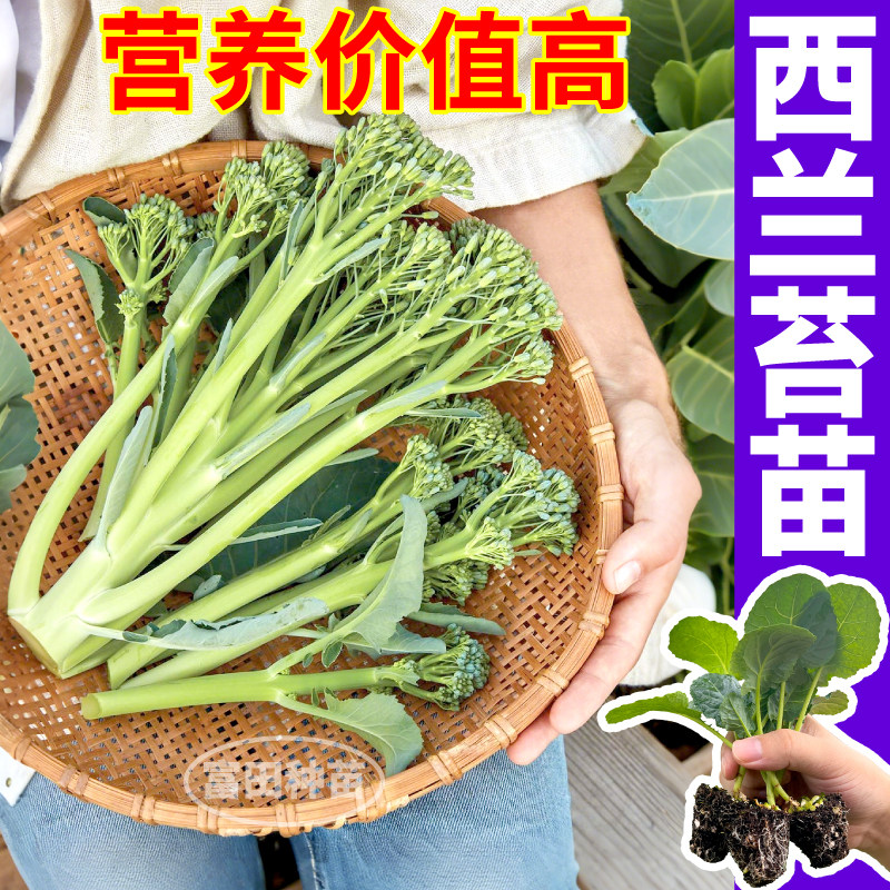 正宗西兰苔苗秧西兰花四季菜园庭院秋冬种植阳台高产盆栽多茬采收