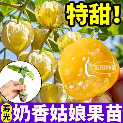 奶香姑娘果苗秧大果东北菇娘果紫红大黄灯笼果四季盆栽庭院种籽