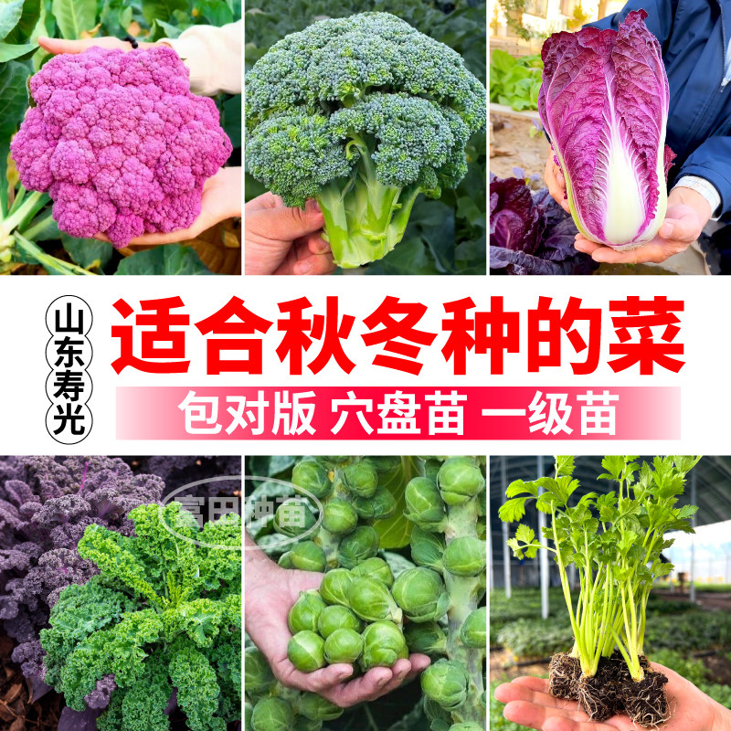 各种蔬菜苗秧适合秋天种植蔬菜大全黄心白菜紫绿粉羽衣甘蓝蔬菜苗