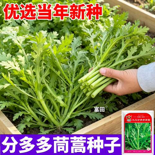 分多多三叉茼蒿种子皇帝菜味更浓高产青菜种子掐了发耐寒当季新种