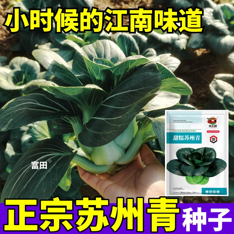 甜糯苏州青种子当季新种正宗矮株黑叶耐寒蔬菜种籽阳台四季可播种