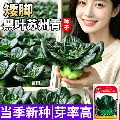 矮脚束腰黑小宝小青菜种子大叶黑叶油亮矮脚苏州青上海青蔬菜种子
