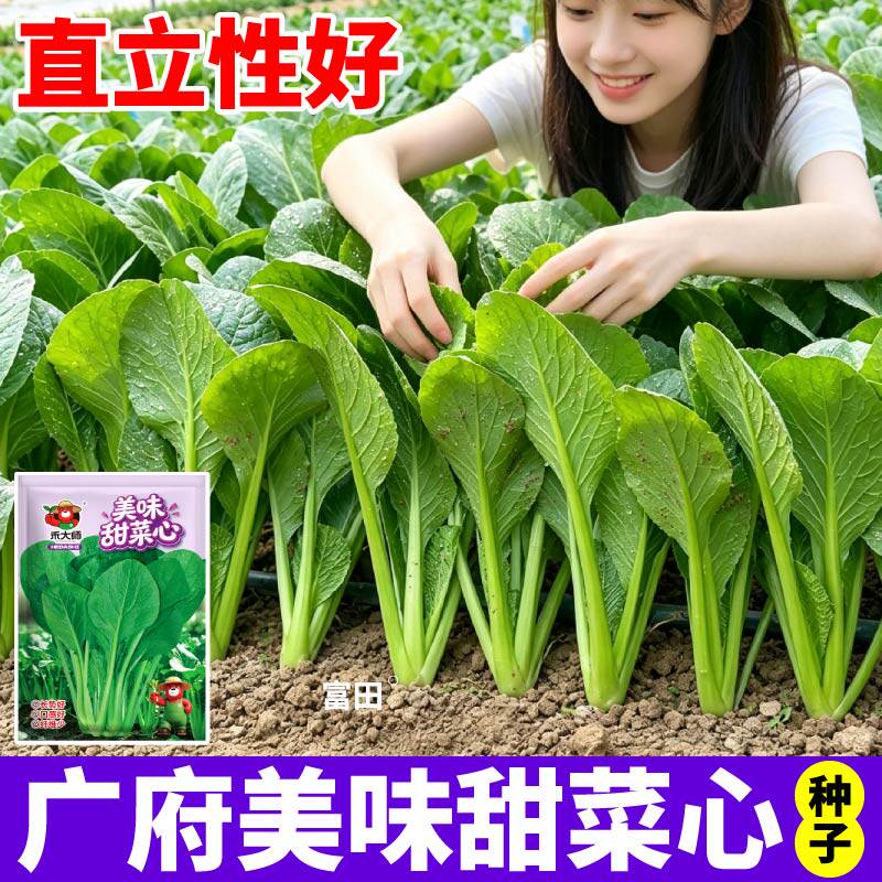 广府美味甜菜心种子当季新种速生四季蔬菜种子籽耐热耐湿家长蔬菜