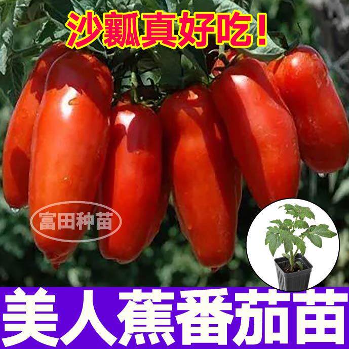 山东寿光美人蕉番茄苗秧红千禧圣女果种子阳台盆栽金玲珑西红柿
