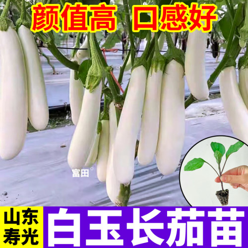 精选正宗白玉长茄苗白长茄子秧苗地栽盆栽四季白雪公主长茄种子