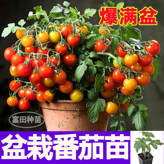 山东寿光盆栽番茄苗秧爆满盆矮生红黄黑樱桃小西红柿种子食用观赏,鲜花速递/花卉仿真/绿植园艺,种苗/半成品盆栽,淘宝优惠券,粉丝福利购,淘宝优惠卷