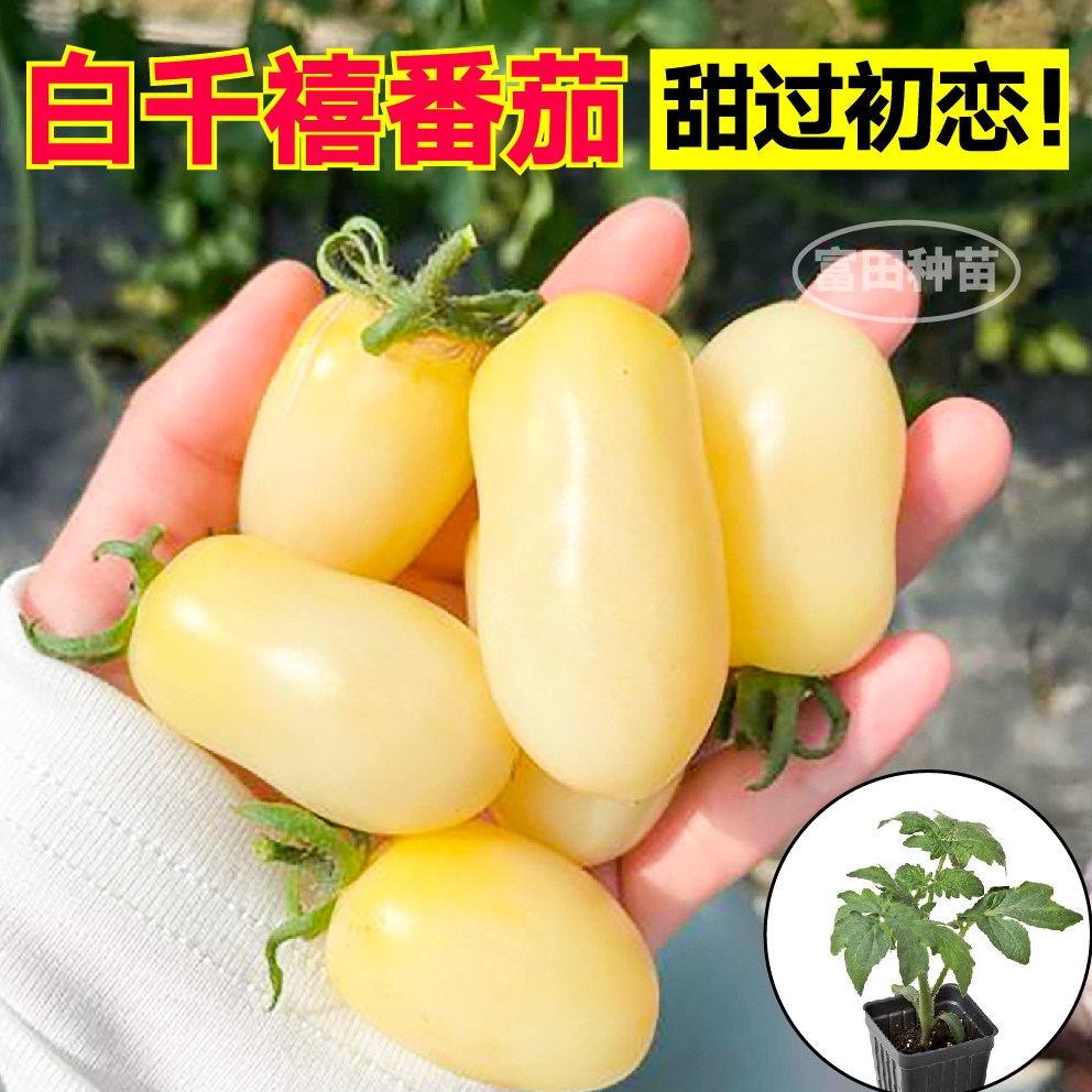 白千禧圣女果秧苗白珍珠小西红柿种子四季高产千禧黑玫瑰番茄苗
