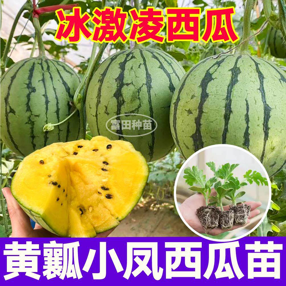 黄小凤西瓜苗秧皮薄黄瓤超甜酥脆四季麒麟懒汉黄皮西瓜种子寿光