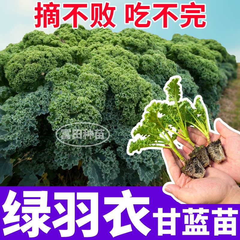 山东寿光超级蔬菜绿羽衣甘蓝苗秧带土球低脂观赏食用叶牡丹种子