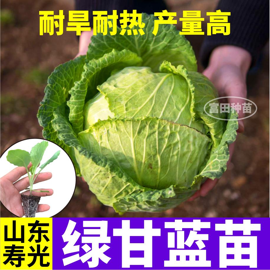 寿光高产绿甘蓝秧苗绿紫包心菜大头菜种子口感脆嫩阳台庭院四季苗