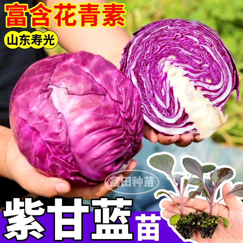 紫甘蓝苗秧高产营养丰富绿甘蓝松花菜西兰花种子小院盆栽山东寿光