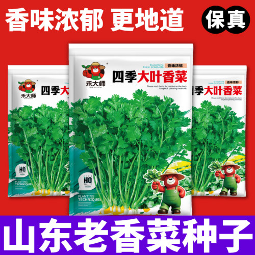 香味浓郁山东老香菜种子清香质脆春秋播种高产抗病生吃熟吃香菜种