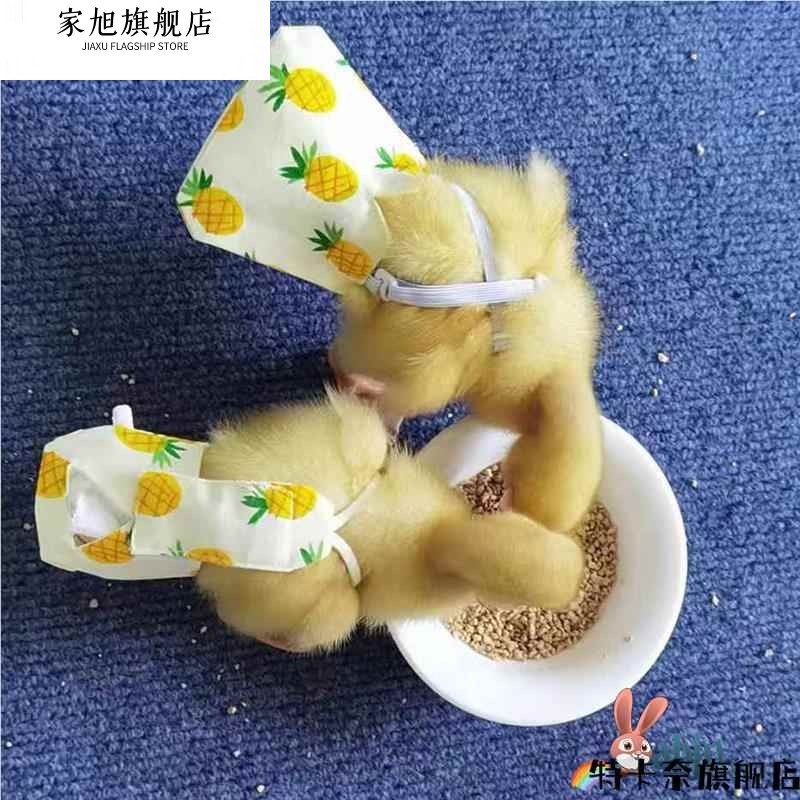 小鸡尿不湿衣服柯尔鸭宠物屎屁粪兜小鸭子用品科尔鹅纸尿裤尿布垫