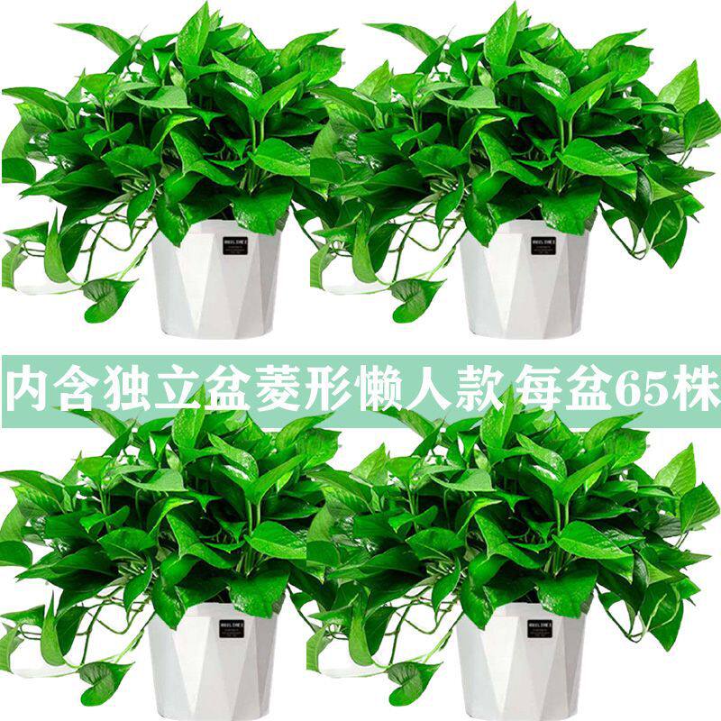 绿萝花卉盆栽除甲醛吊兰办公室客厅水培植物室内长藤 绿箩包邮