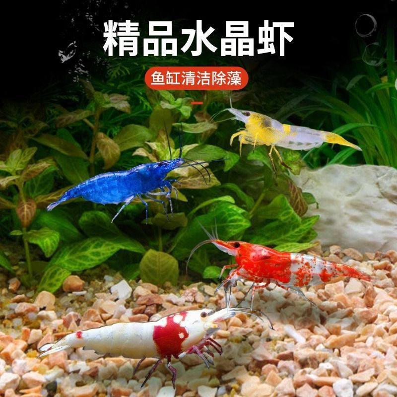 黑壳虾除藻观赏淡水鱼缸小虾清洁工具家养彩色鲜活极火水晶,宠物/宠物食品及用品,虾,淘宝优惠券,粉丝福利购,淘宝优惠卷