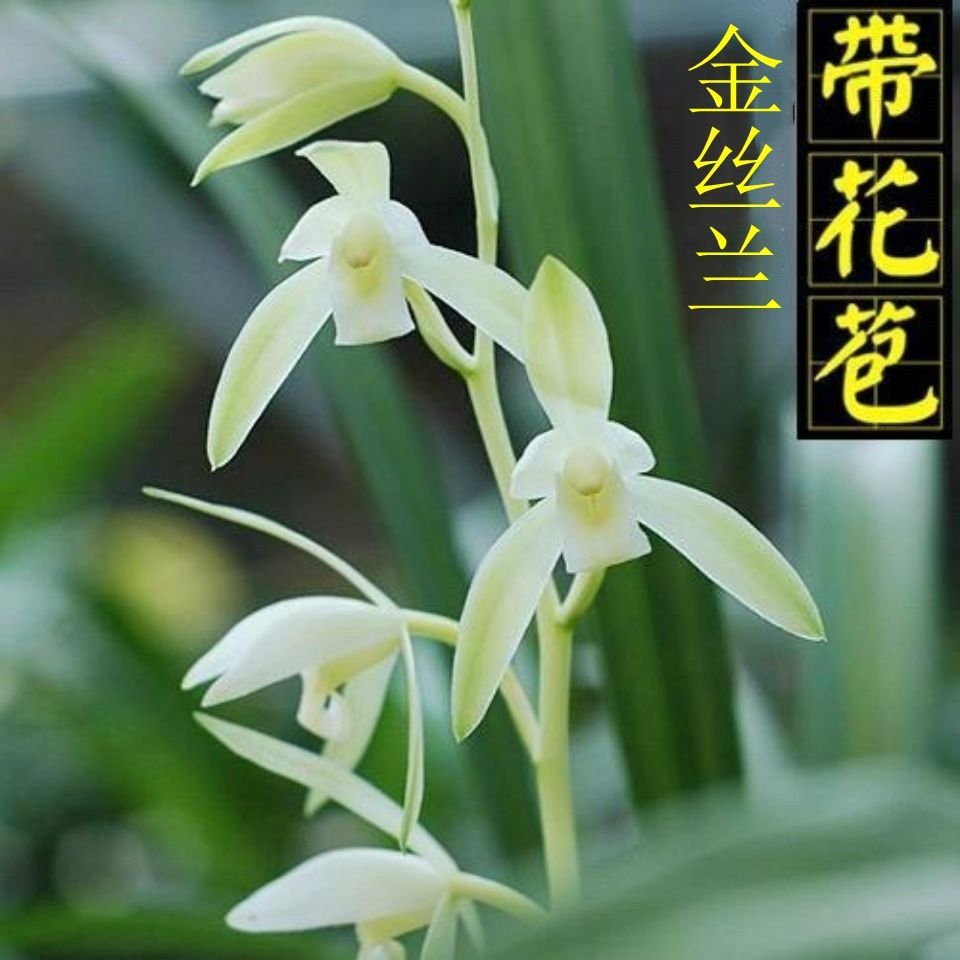 名贵兰花带花苞建兰春兰四季素心苗出售花卉盆栽草好养