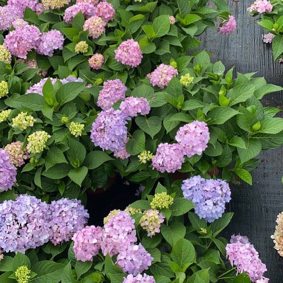 无尽夏绣球简易盆栽带花苞净化空气阳台观绿植