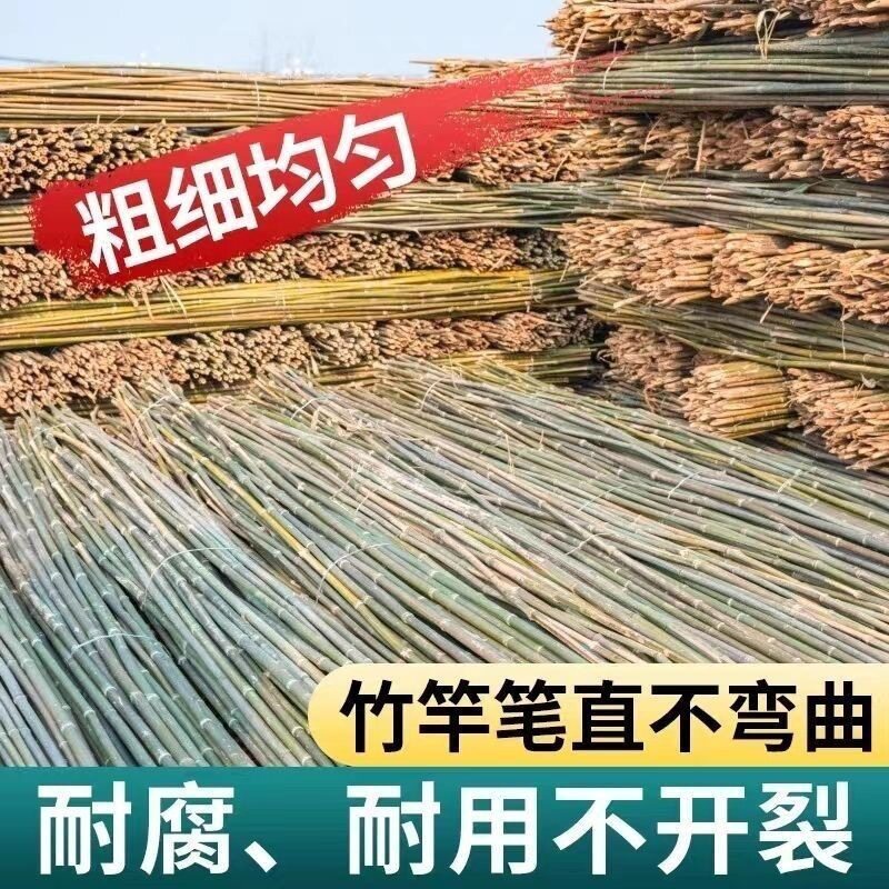 竹竿竹竿番茄藤架搭架黄瓜辣椒豆角旗杆丝瓜竹子杆 旗杆四季豆