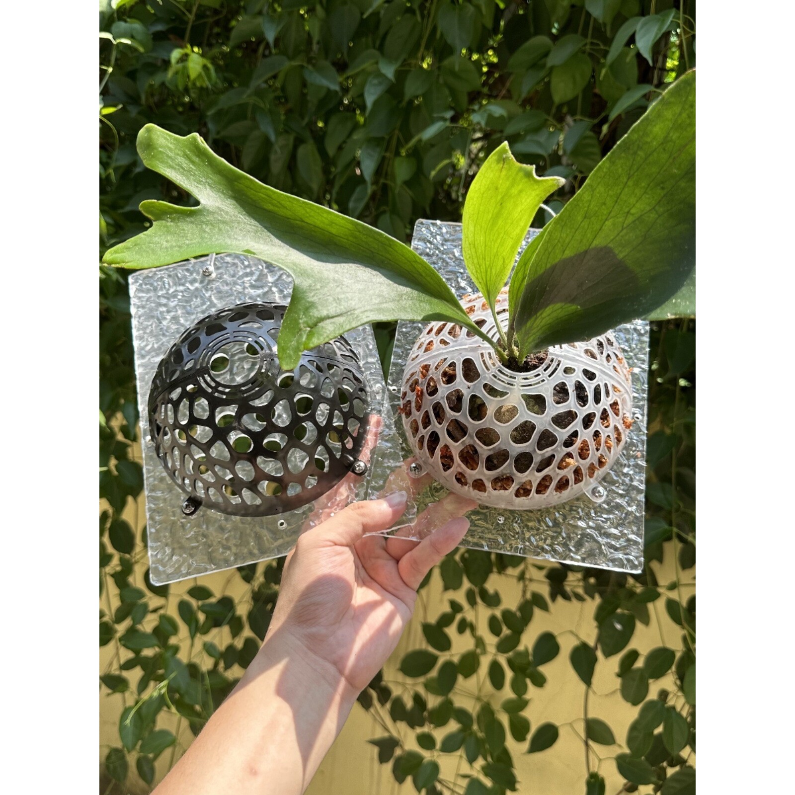 鹿角蕨上板工具挂板种植板二歧鹿角蕨保护罩定植板亚克力材质墙壁
