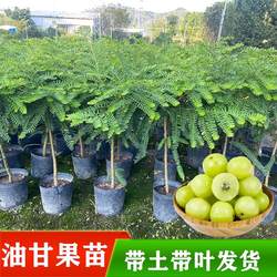 耐寒油甘果苗潮汕嫁接崩坎狮头甜种油甘苗柿饼甜油甘果树四季结果