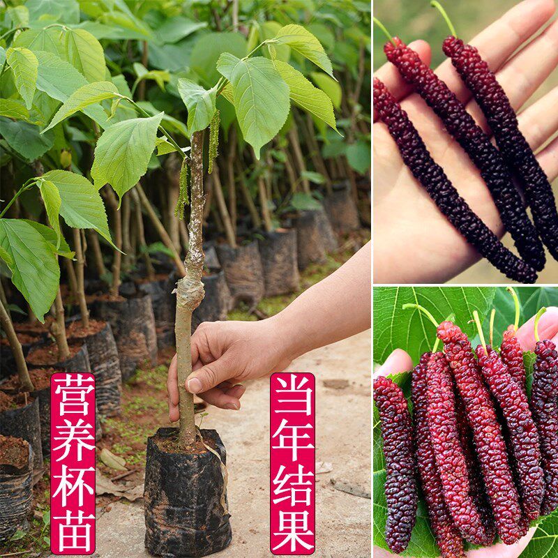 桑葚树苗嫁接四季桑葚子苗台湾长桑果苗养蚕果苗盆栽地栽当年结果