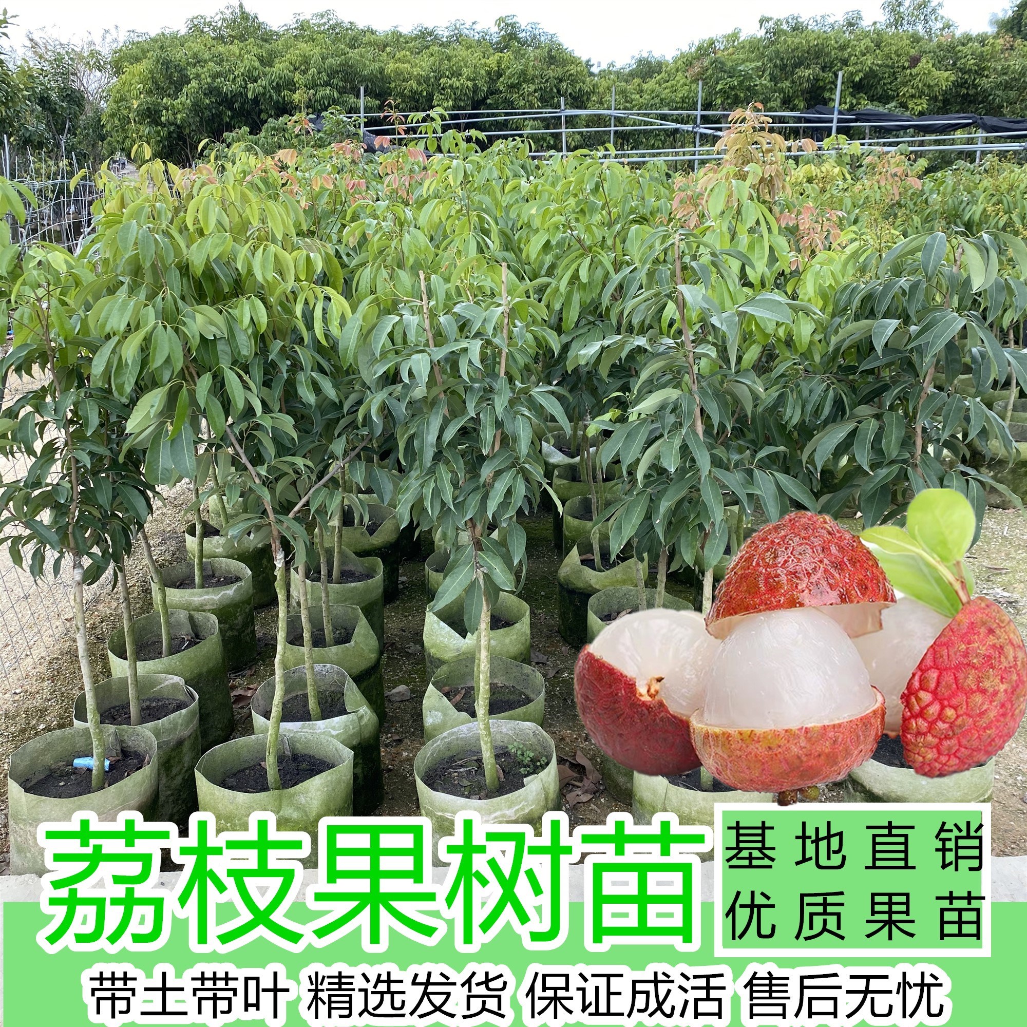 果树妃子笑无核嫁接苗桂味荔枝