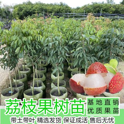 果树妃子笑无核嫁接苗桂味荔枝