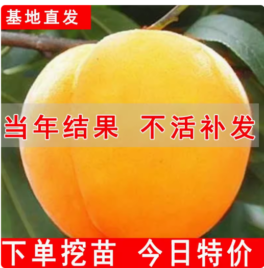 嫁接桃树苗 特大锦绣黄桃果树冬黑桃苗盆地栽早晚熟当年结果